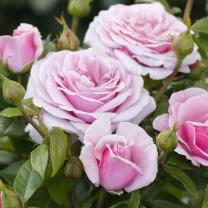 HOPES AND DREAMS (hybrid tea)